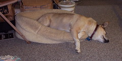 It's a Dog's Life