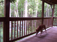 View from the Cabin