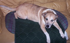 Gracie